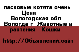  ласковые котята очень › Цена ­ 3 500 - Вологодская обл., Вологда г. Животные и растения » Кошки   